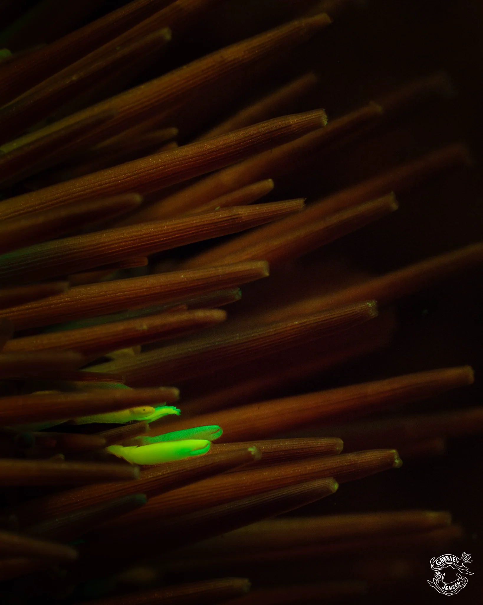 A nearly hidden crustacean fluoresces among the spines of its host.