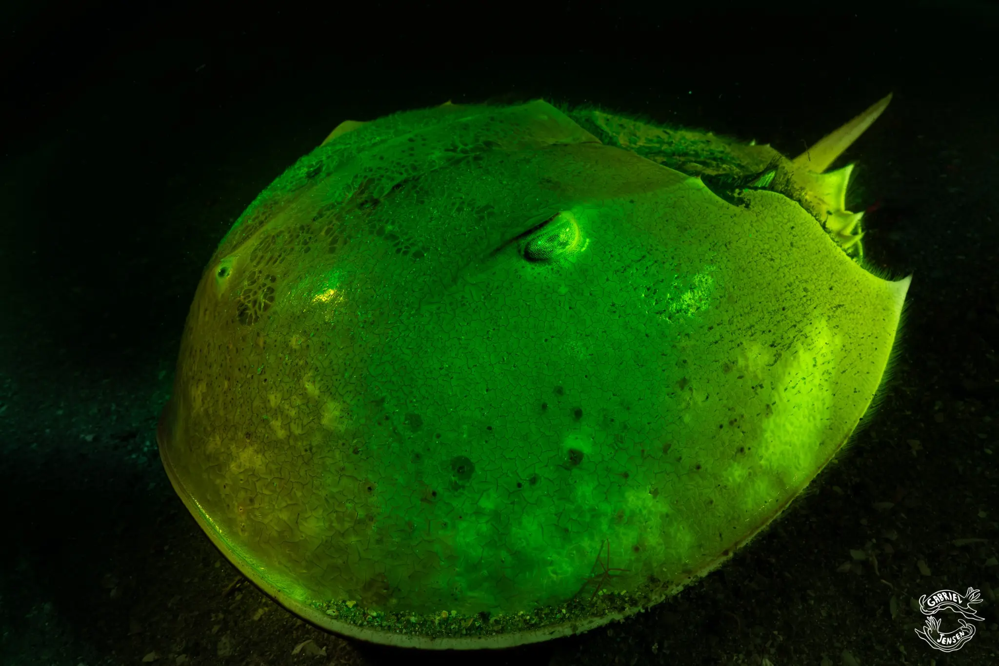 A horseshoe crab reveals a spectral response invisible under ordinary white light.
