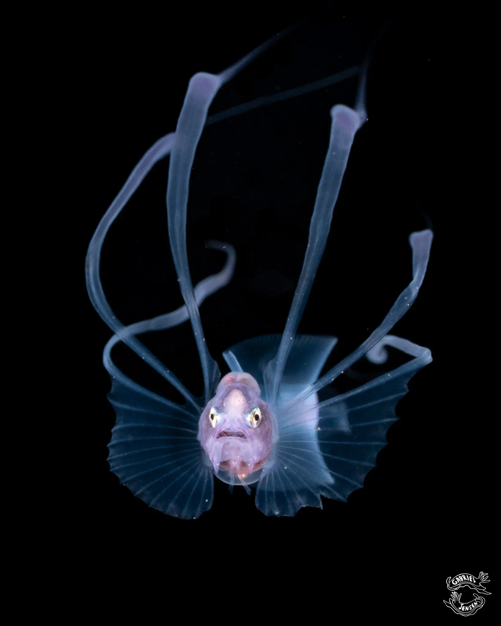 A ribbon-finned larva rises into the night.
