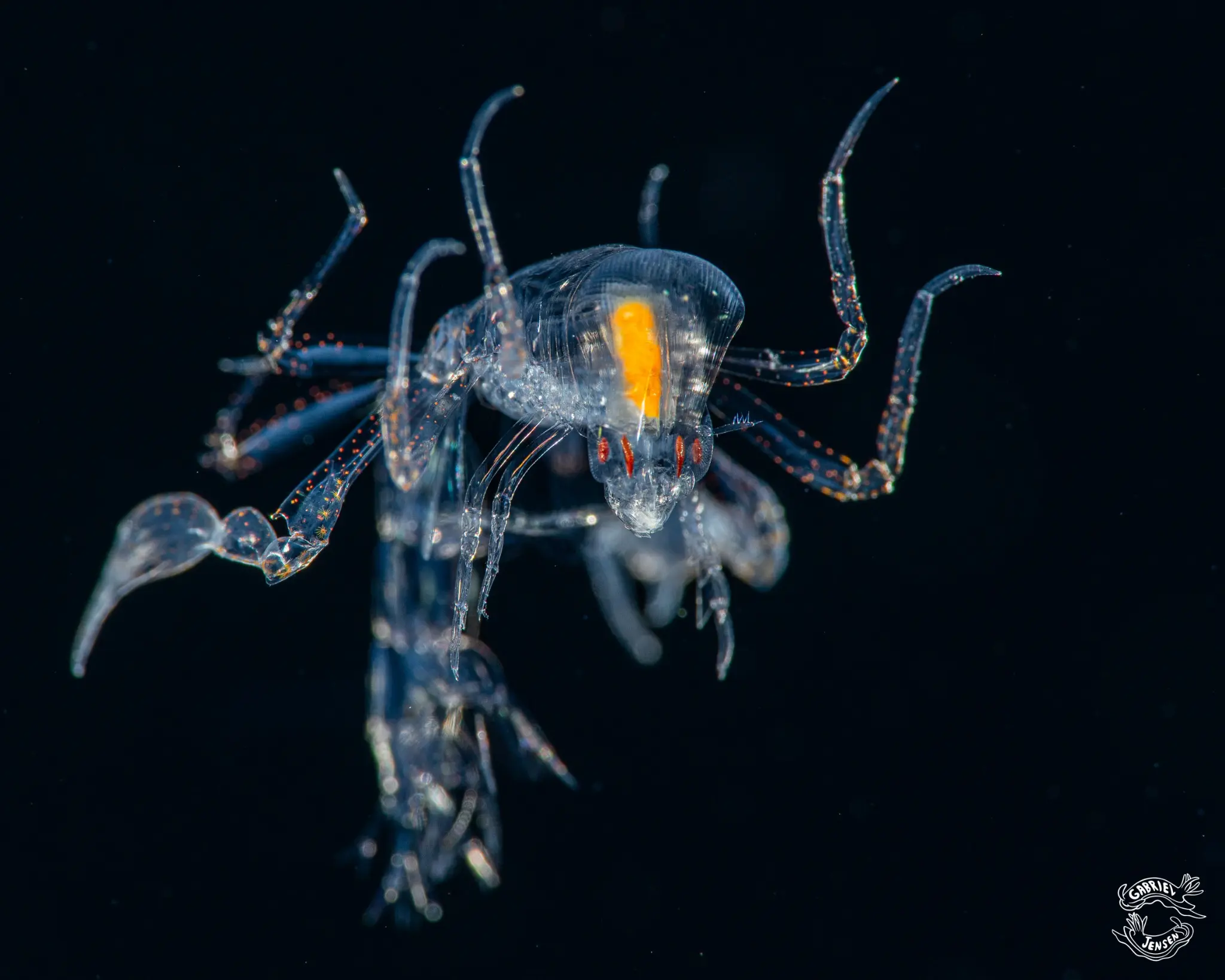 A pelagic amphipod swims free of its gelatinous barrel.