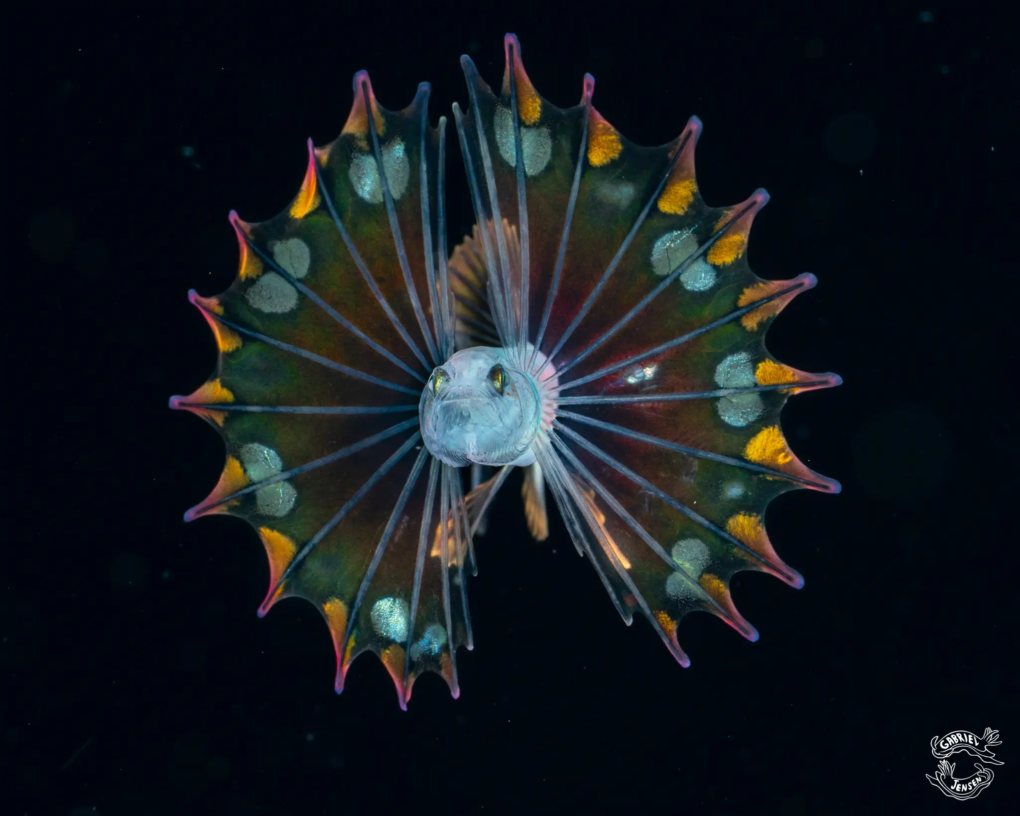 A larval lionfish opens its ornate fins in the water column.
