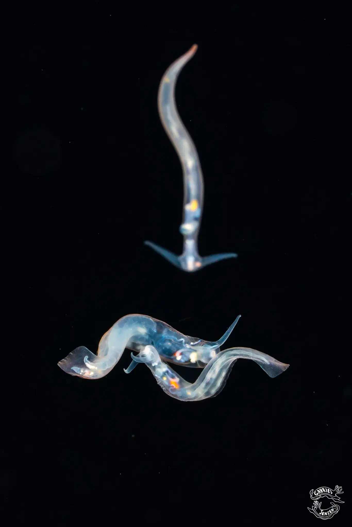 Three transparent pelagic animals briefly intersect in the dark.