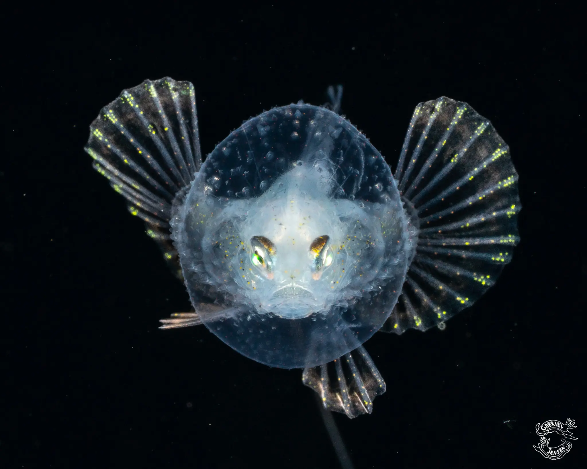 A larval batfish faces the camera with its fins spread wide.