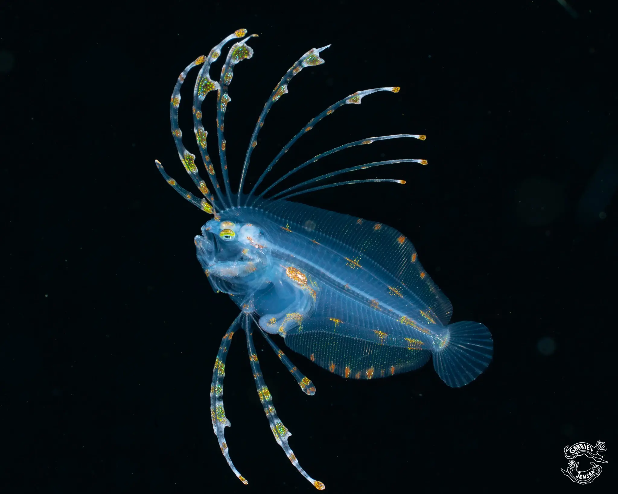 A transforming larval flounder drifts above deep water.