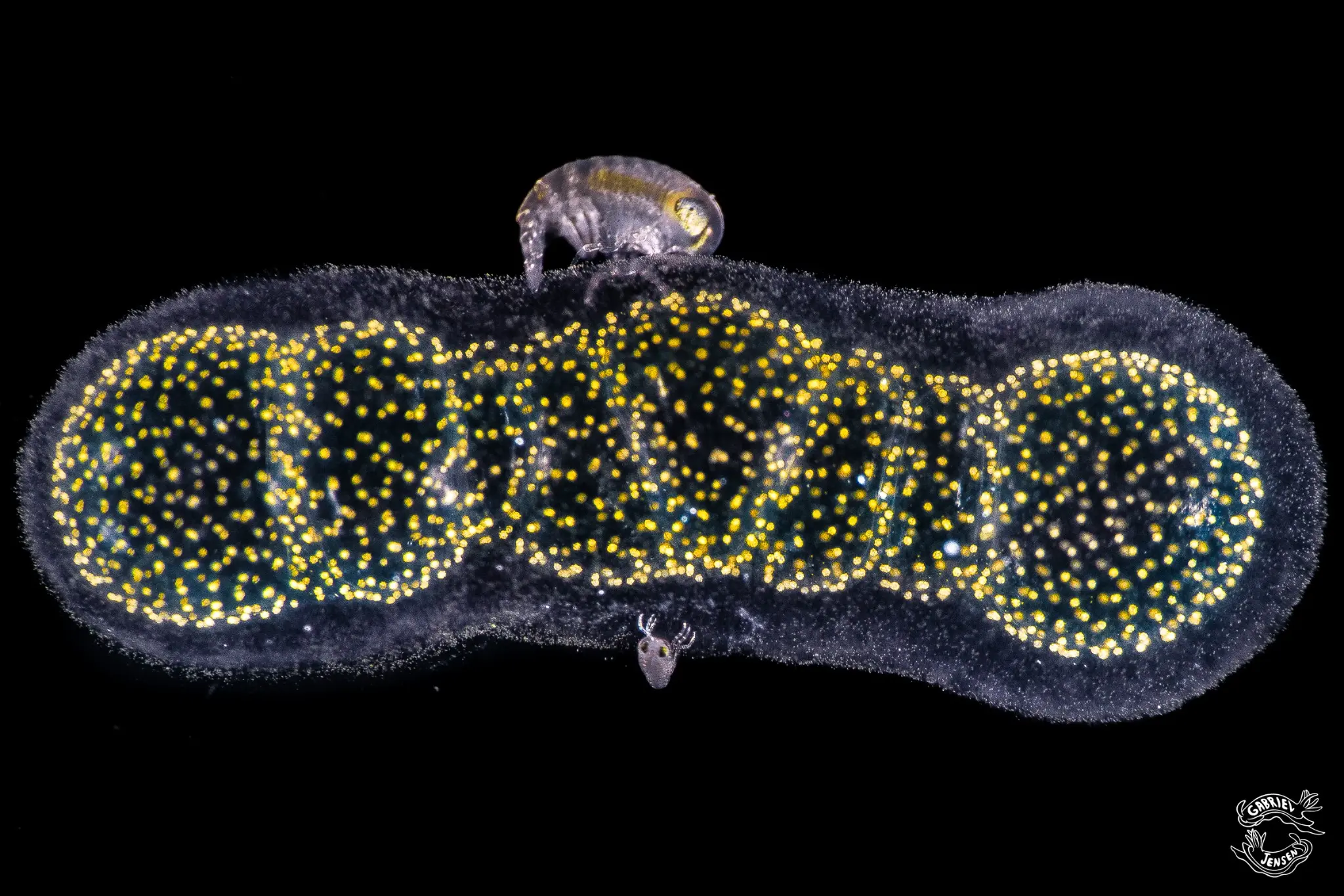 Tiny passengers gather around a patterned planktonic colony.