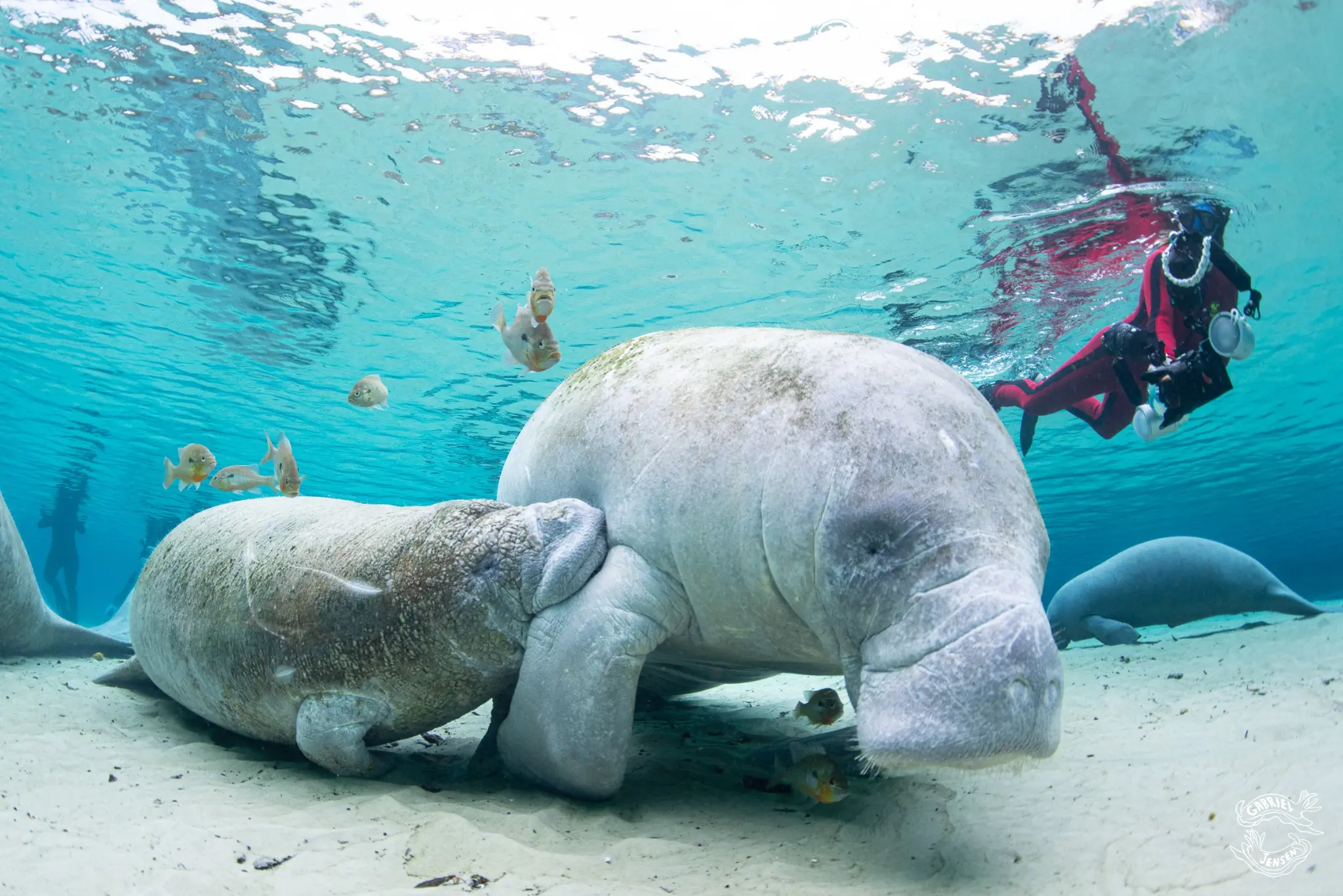 A photographer works alongside a resting manatee family.