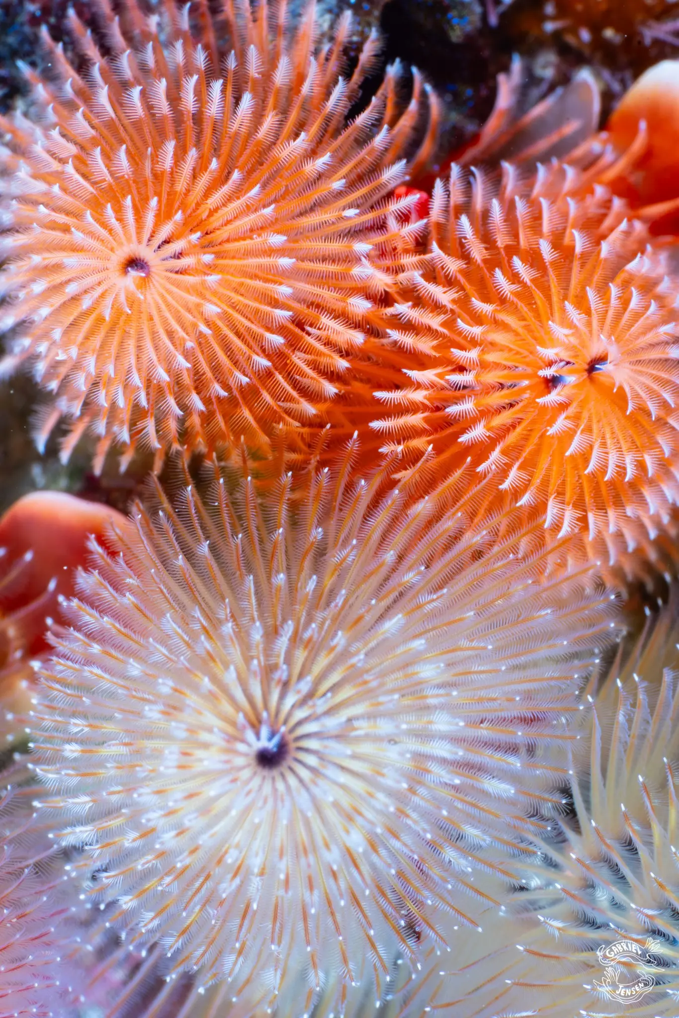 Christmas tree worms unfurl their delicate feeding crowns.
