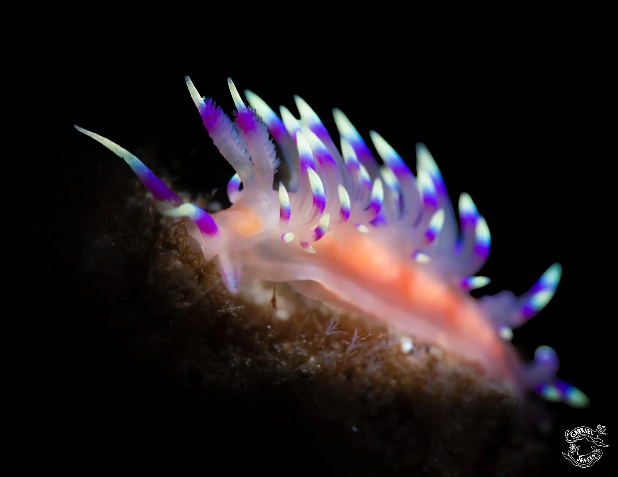 A tiny aeolid nudibranch moving across the reef.