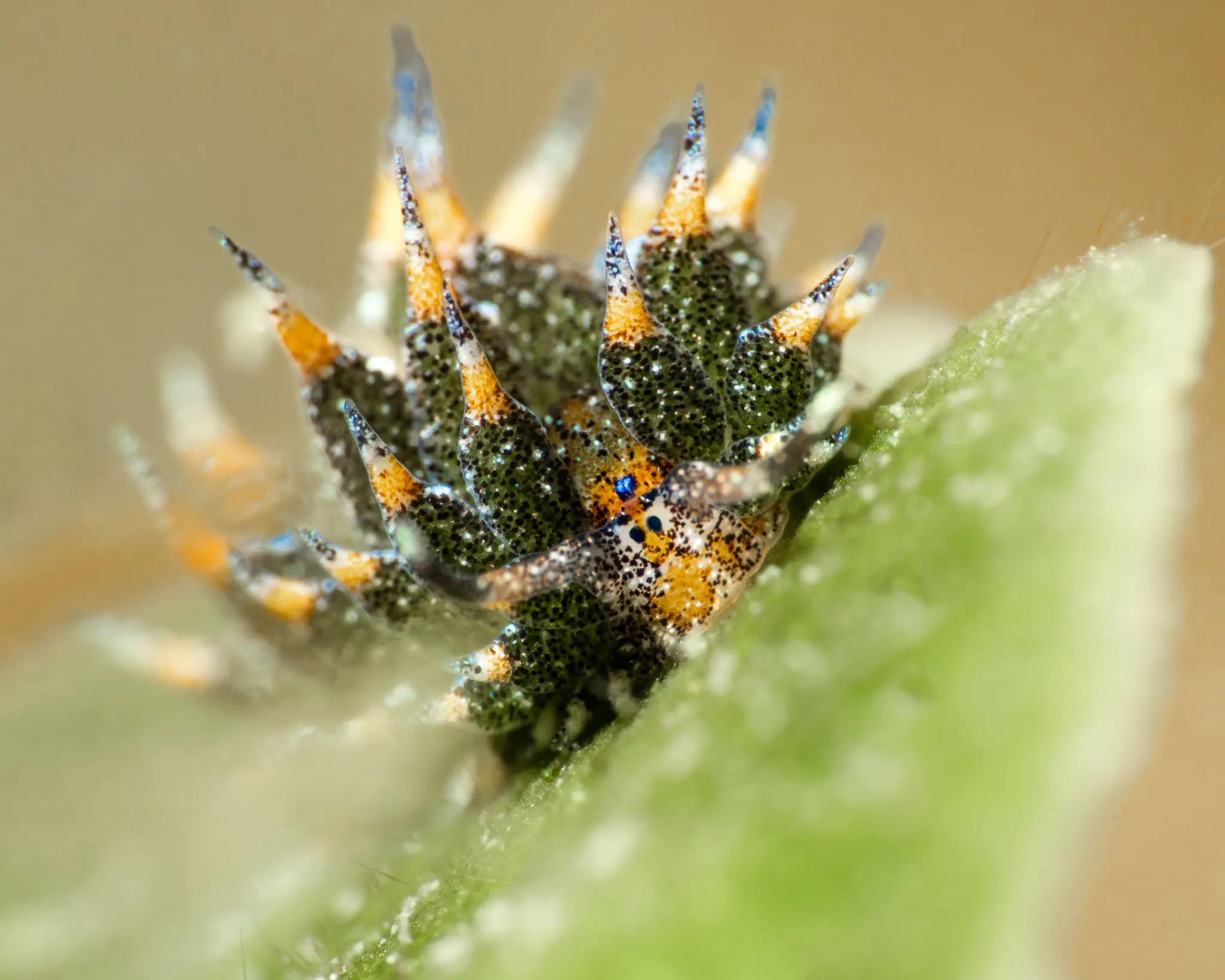 A sap-sucking sea slug with stolen chloroplasts visible in its cerata.