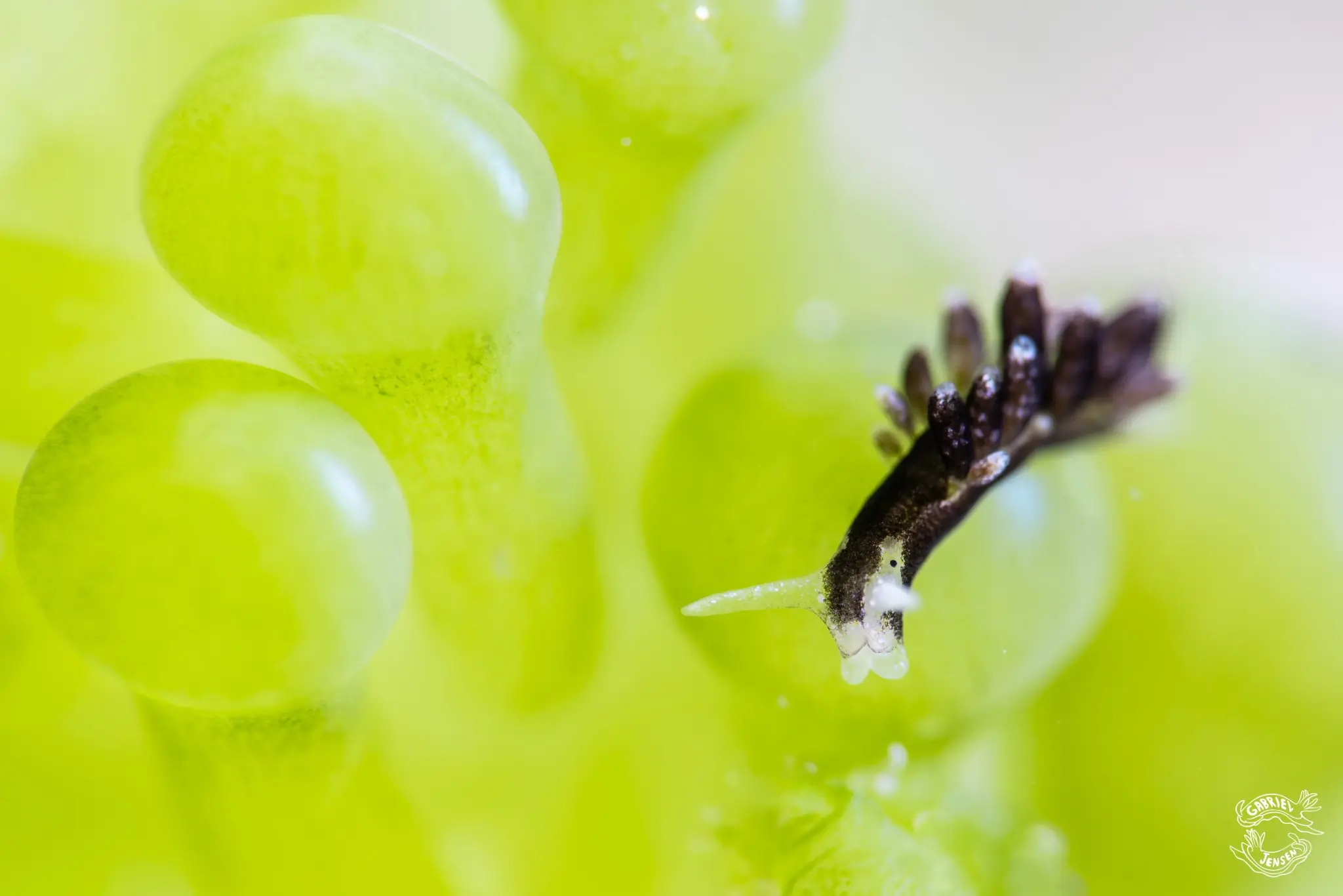 A minute sea slug crossing the bubble-like surface of its algal home.