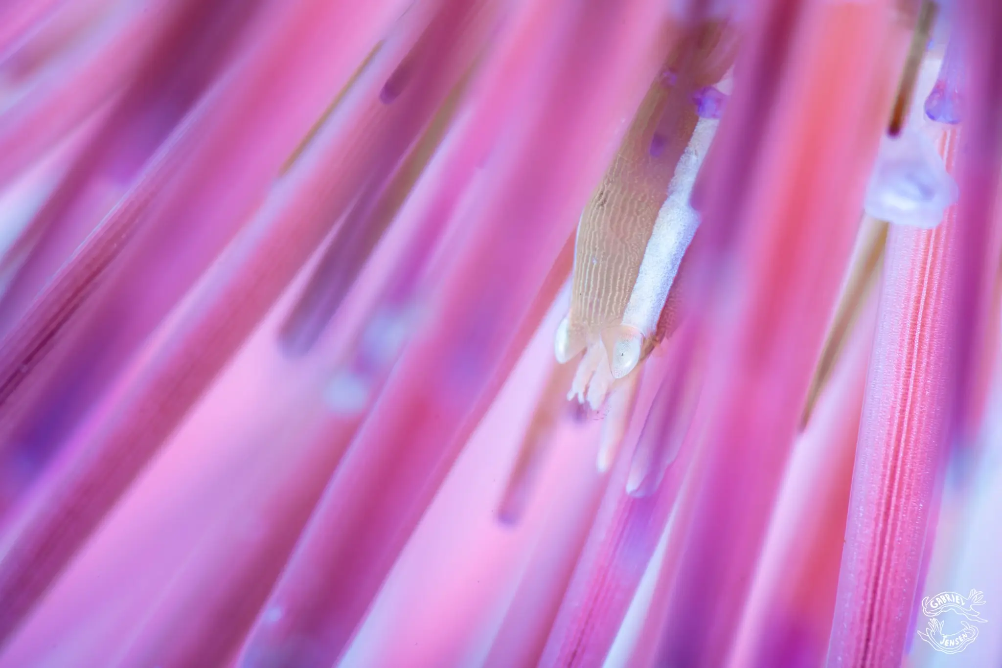 A tiny commensal shrimp disappears among pink urchin spines.