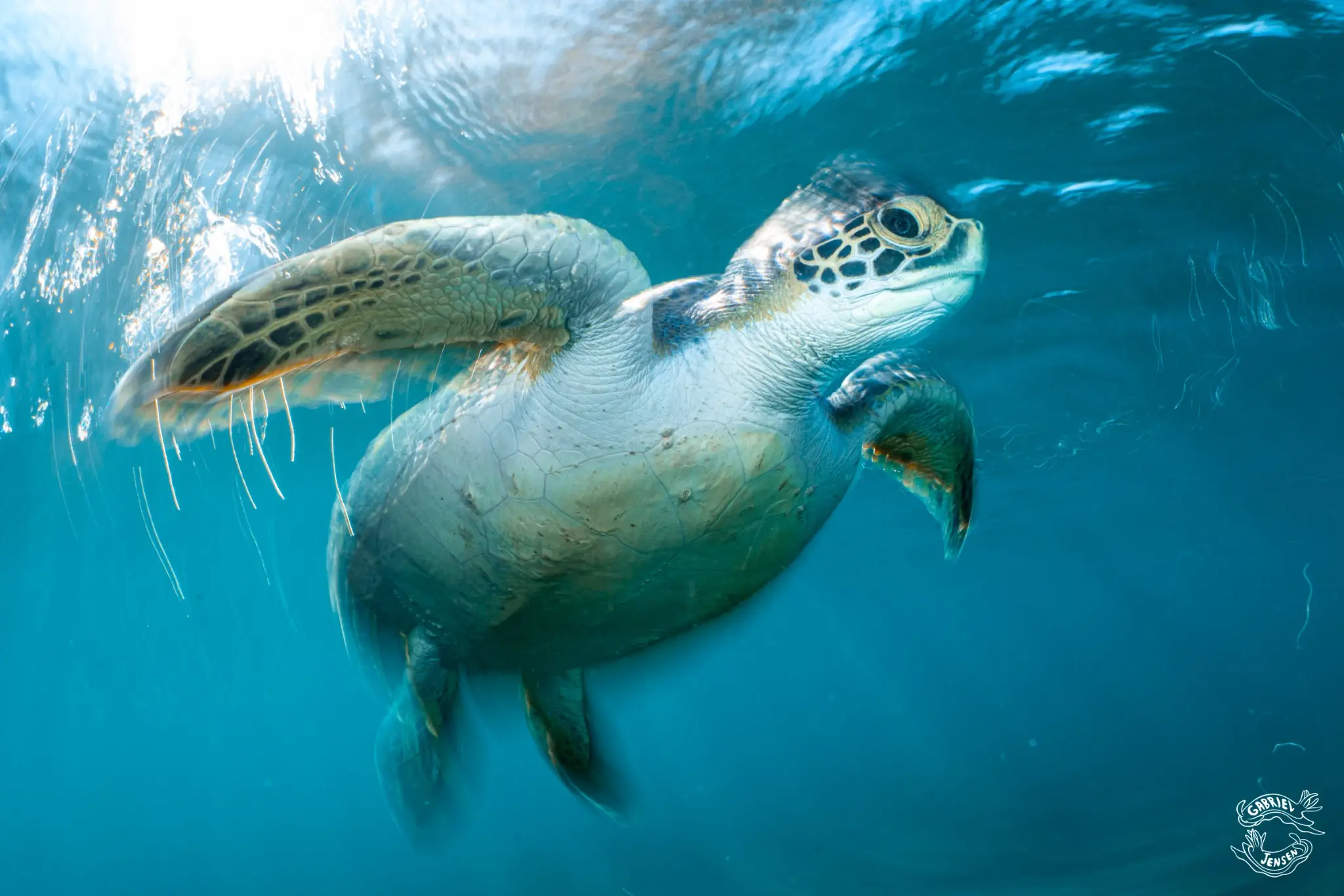 A green sea turtle rises through the clear water of a Florida spring.