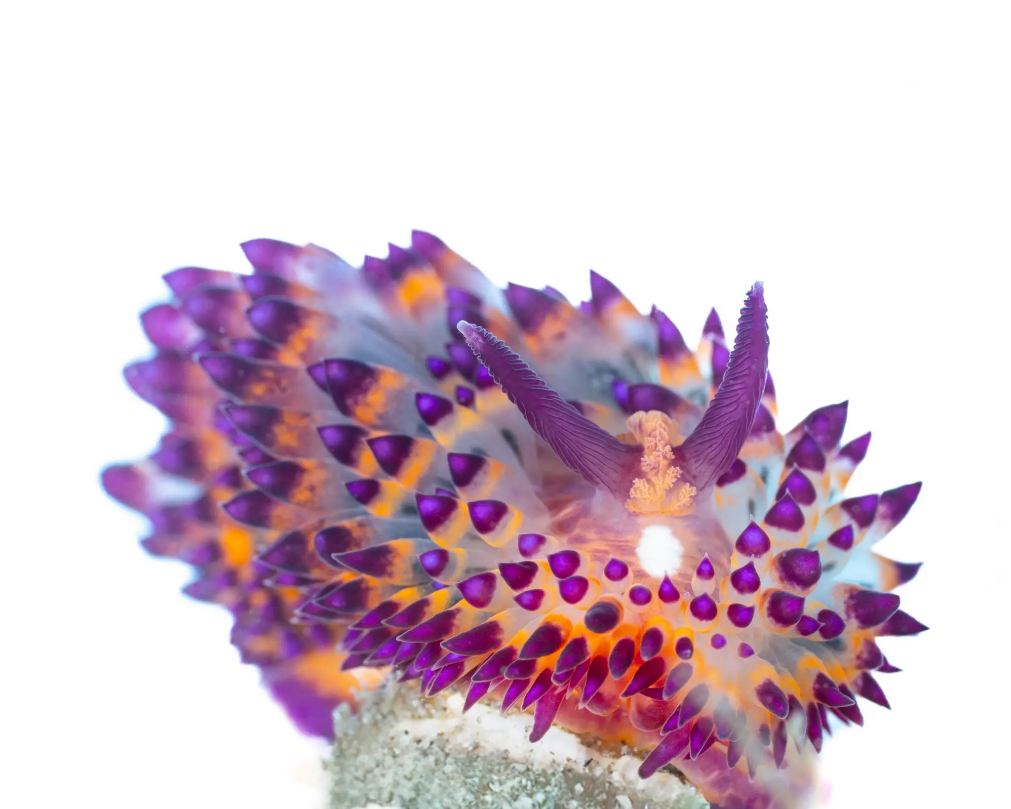 A brilliantly patterned nudibranch isolated against white.