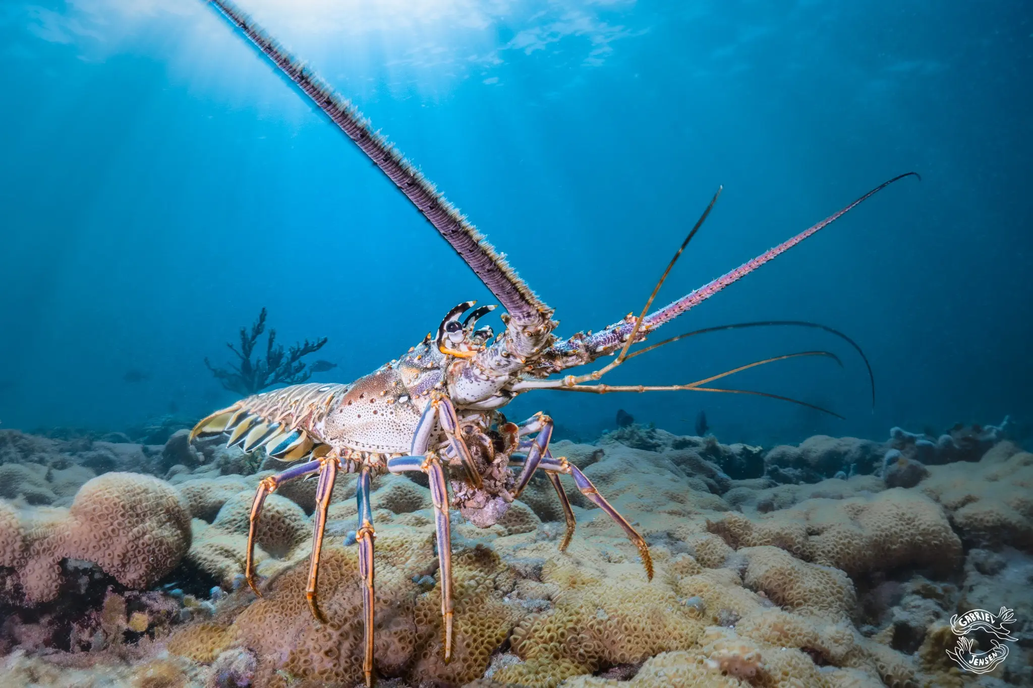 A Caribbean spiny lobster crosses a South Florida reef.