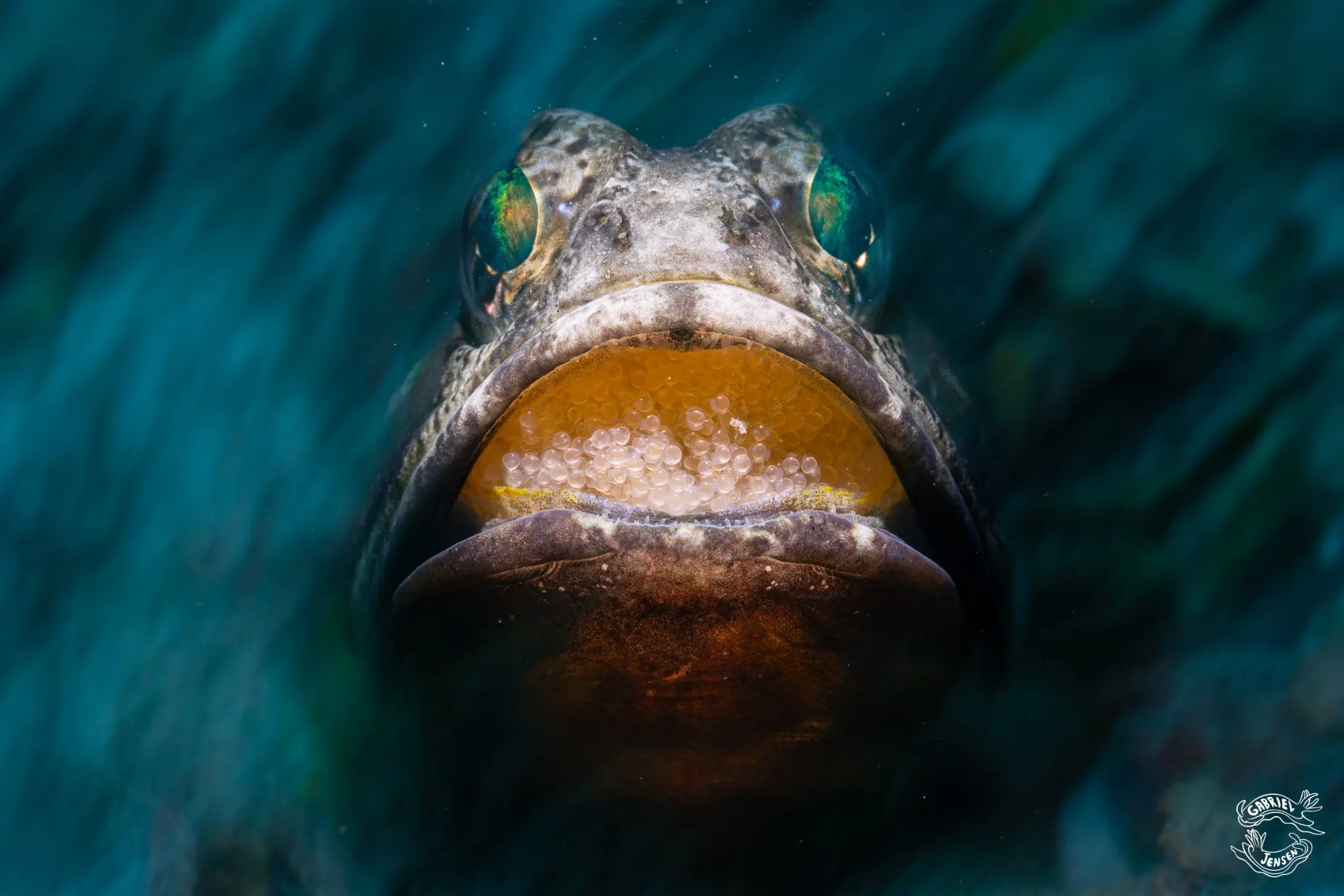 A male jawfish aerates a clutch of eggs carried in his mouth.