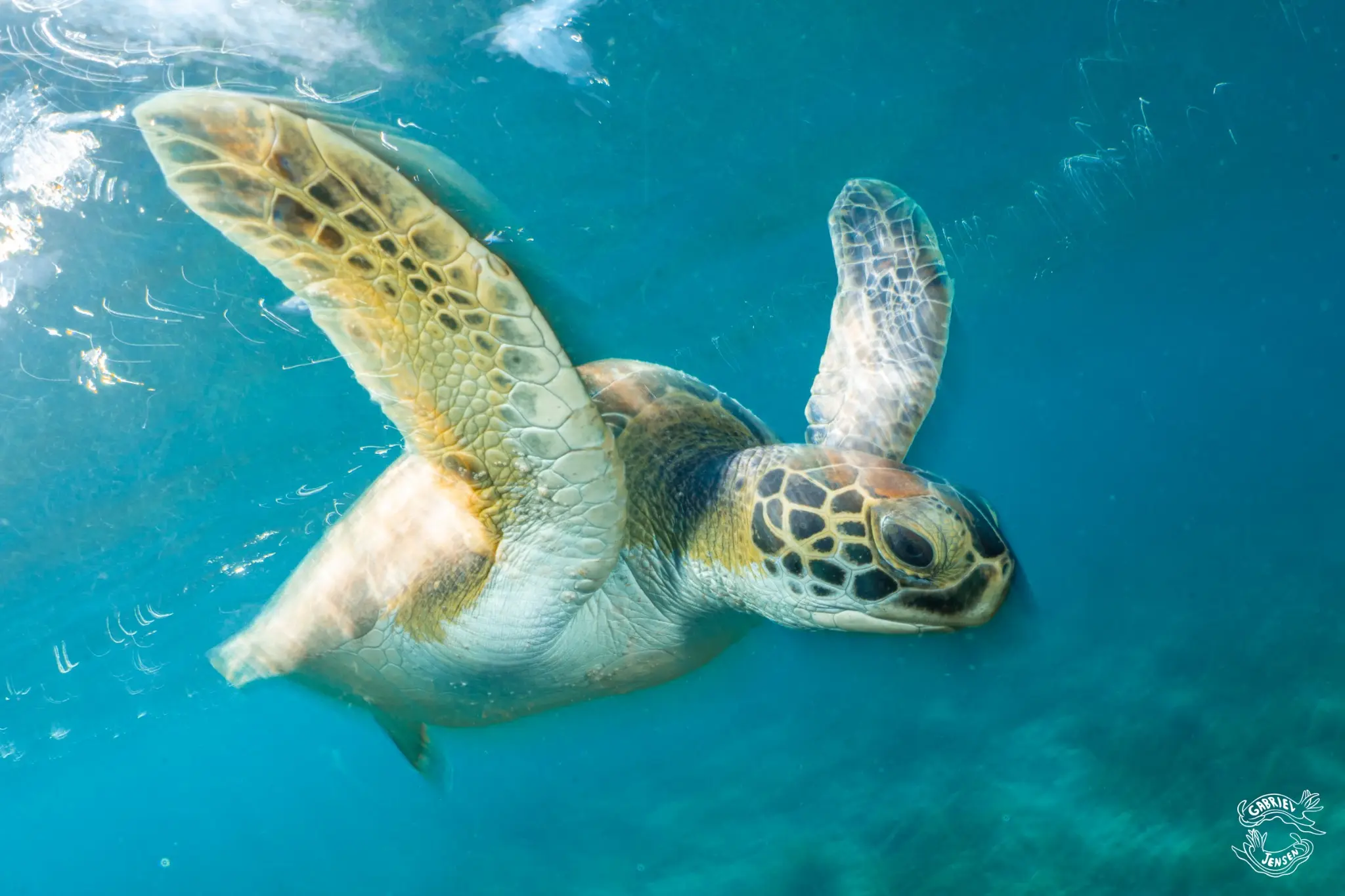 A green sea turtle banks just beneath the surface.