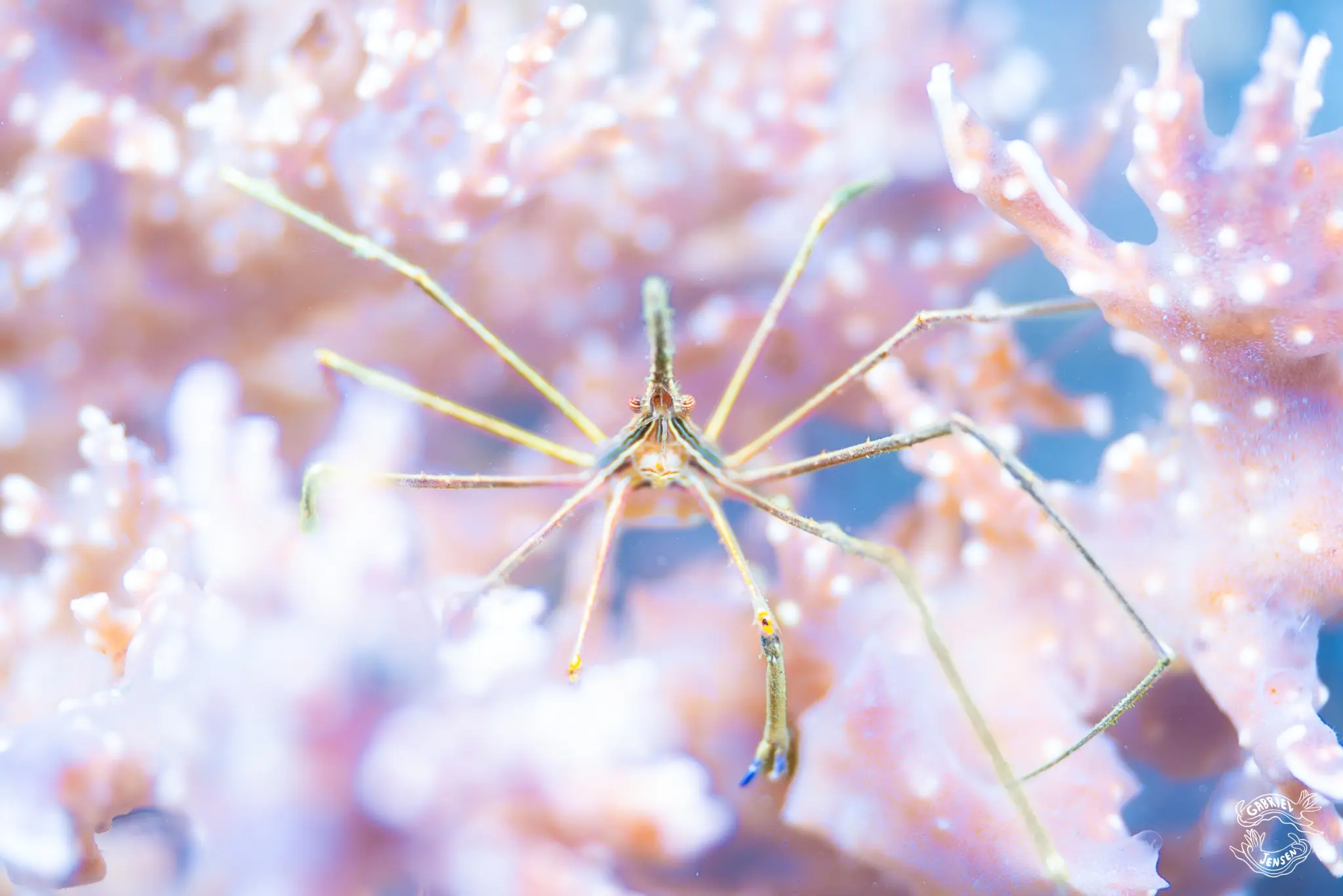A long-legged reef crab framed by pastel coral.