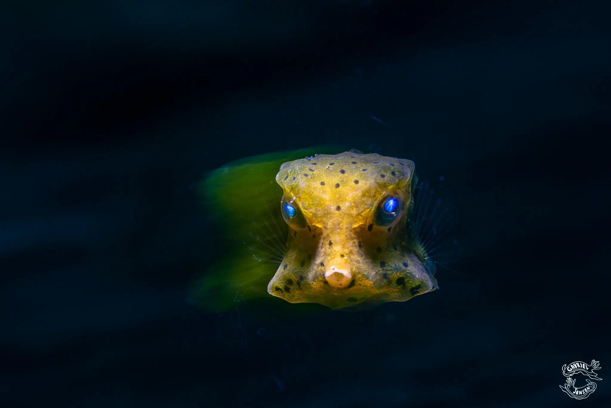 A juvenile boxfish approaches through open water.