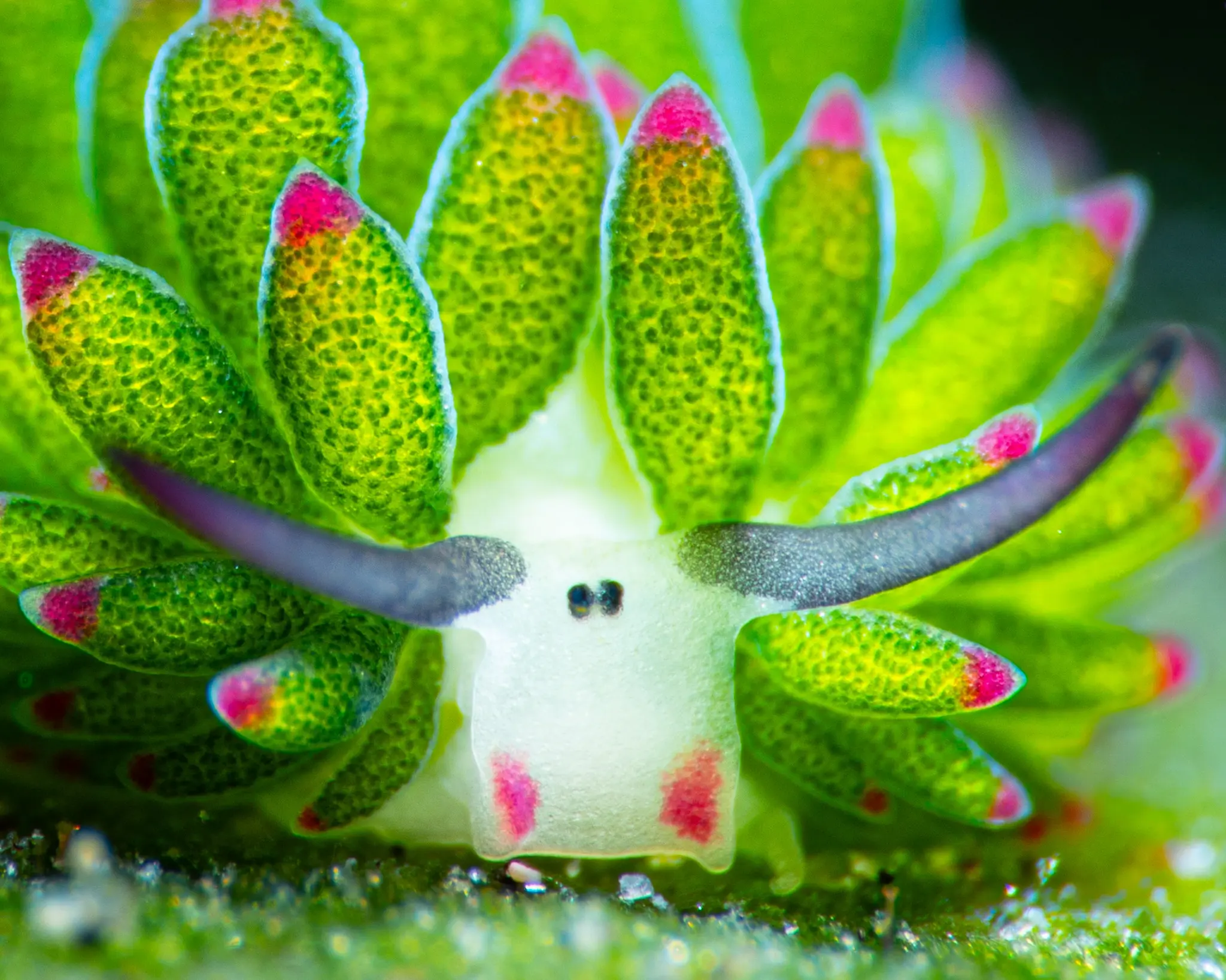 A closer view of the algae-eating sea slug's remarkable solar-powered body.