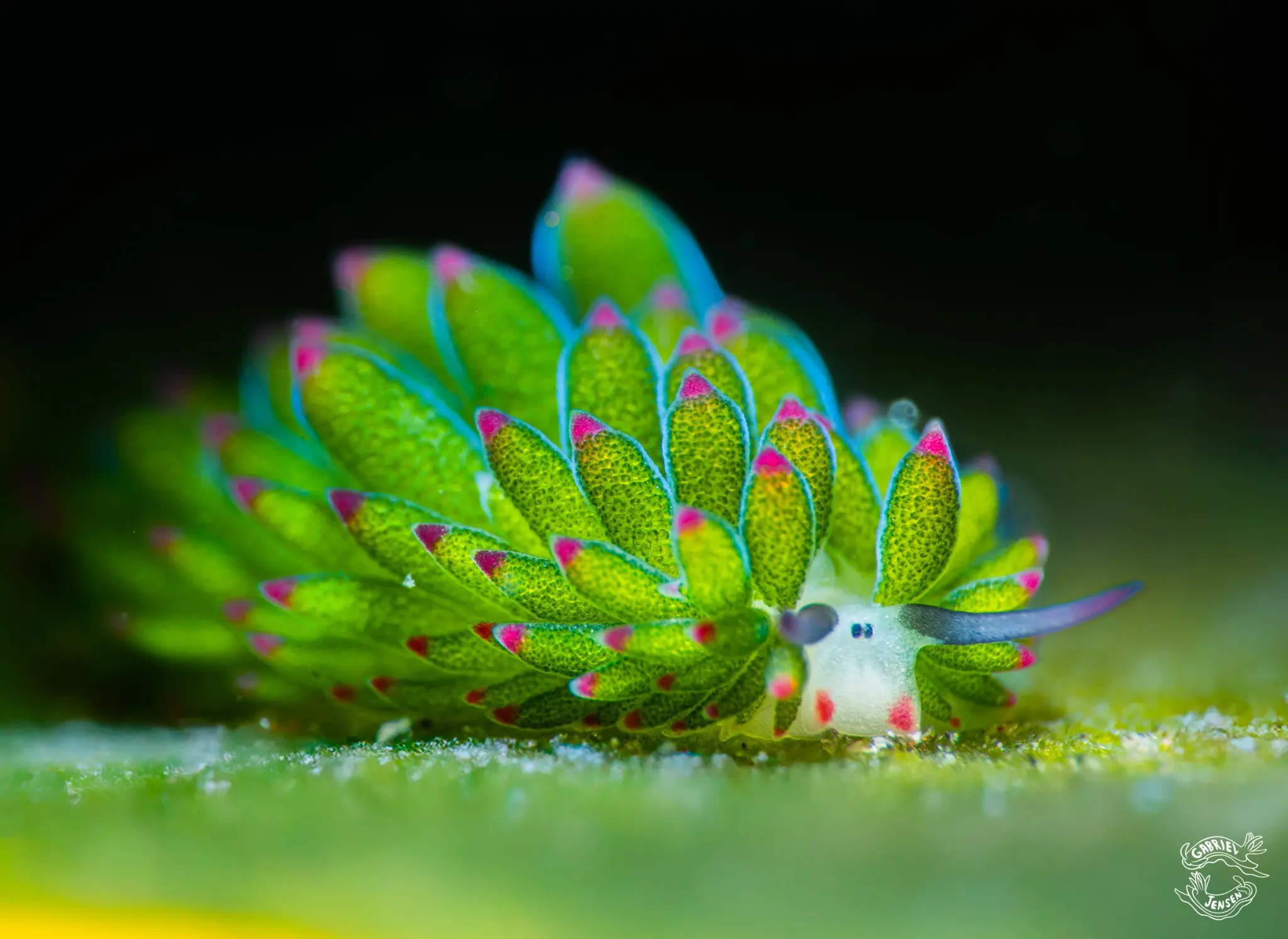 Costasiella kuroshimae carries stolen chloroplasts in leaf-like cerata.