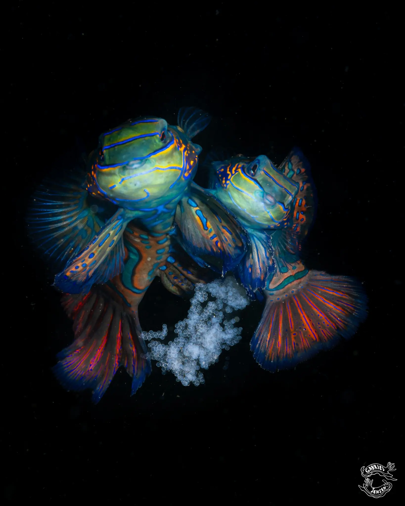 A pair of mandarinfish rise together at dusk.
