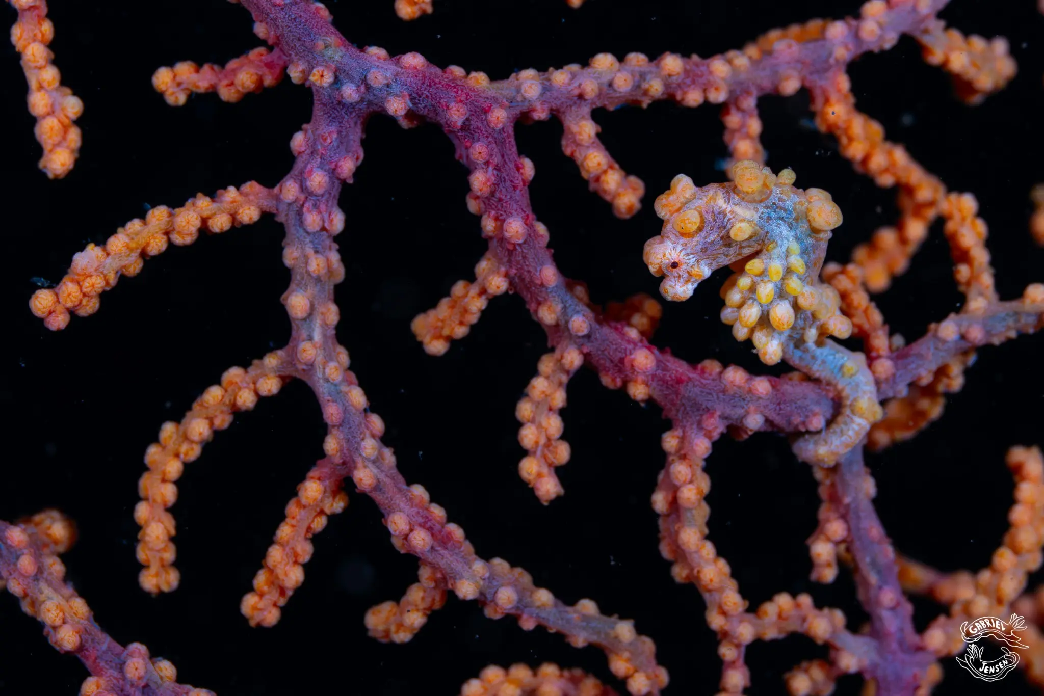 A tiny seahorse mirrors the polyps of its gorgonian home.