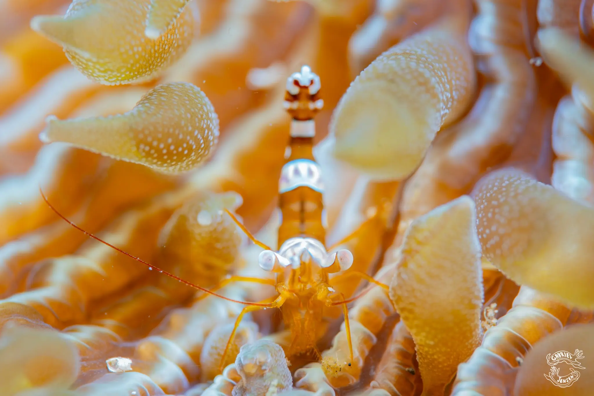 A tiny anemone shrimp looks directly into the lens.